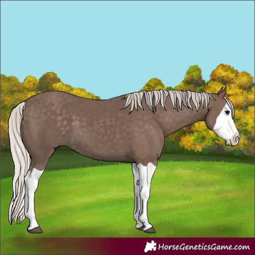 Horse Color:Silver Black Splash 
