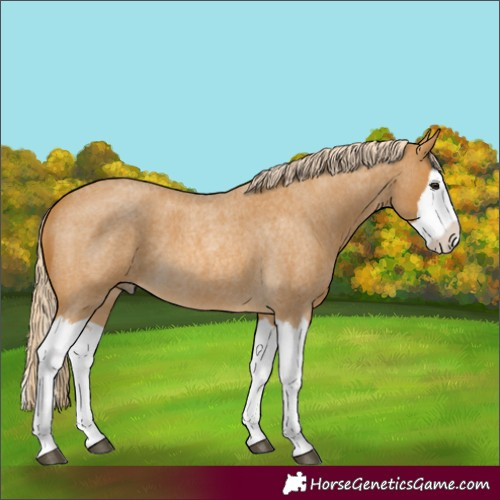 Horse Color:Palomino Roan Splash 