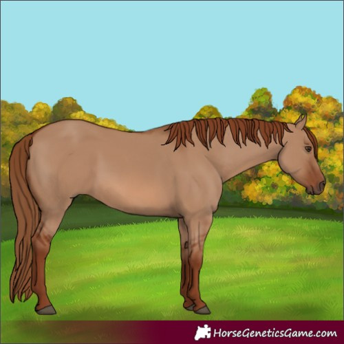 Horse Color:Red Dun