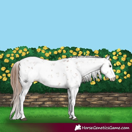 Horse Color:Chestnut Sabino 