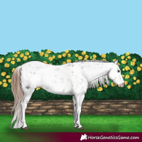Horse Color:Chestnut Sabino 