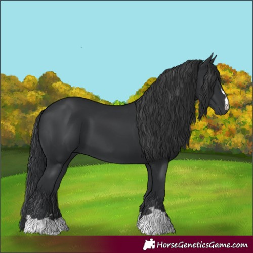Horse Color:Black 