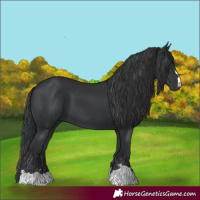 Horse Color:Black 