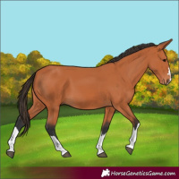 Horse Color:Bay 