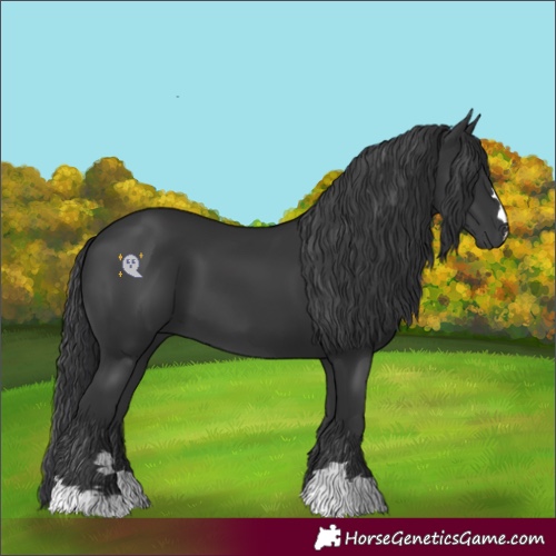 Horse Color:Black 