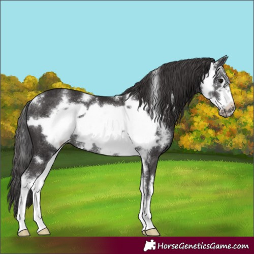 Horse Color:Smoky Black Sabino Frame Rabicano 