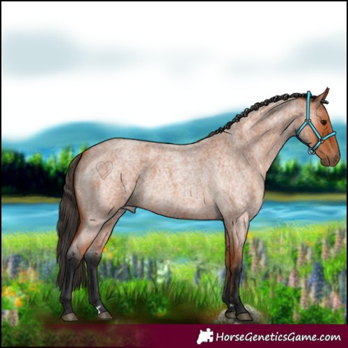Horse Color:Bay Roan 