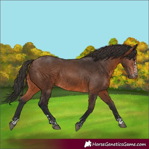 Horse Color:Brown Rabicano and Brown Rabicano