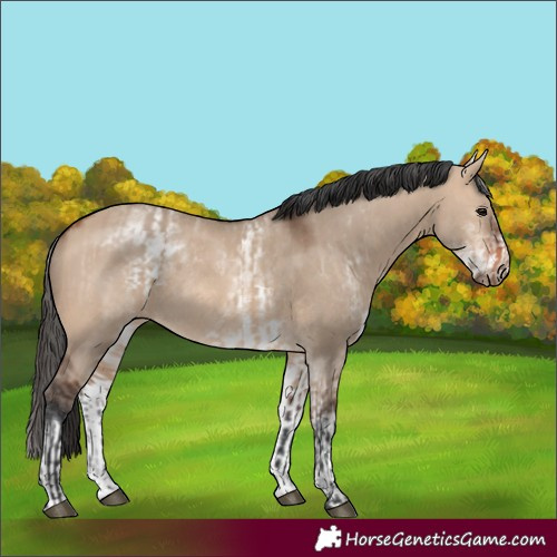 Horse Color:Bay Dun Rabicano  and White Spotted Bay Dun Rabicano 