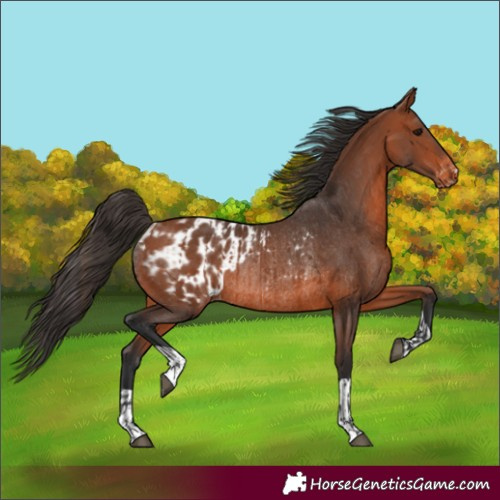 Horse Color:Bay Rabicano  and Bay Blanket Rabicano 