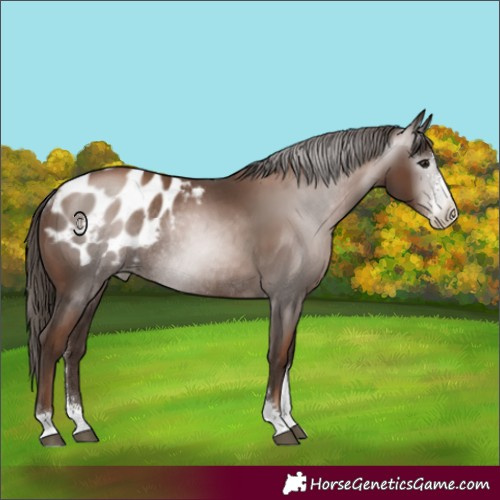 Horse Color:Gray Black Pearl Sabino Appaloosa Rabicano 