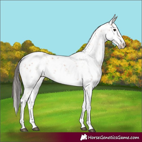 Horse Color:Bay Sabino 