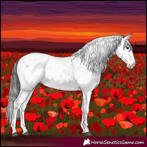 Horse Color:Bay Dun Sabino