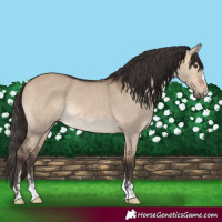 Horse Color:Bay Dun