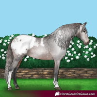 Horse Color:Gray Bay Tobiano Appaloosa Rabicano