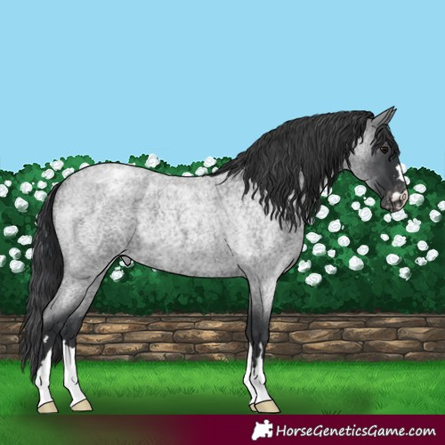 Horse Color:Blue Roan Appaloosa 