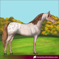 Horse Color:Red Roan Appaloosa