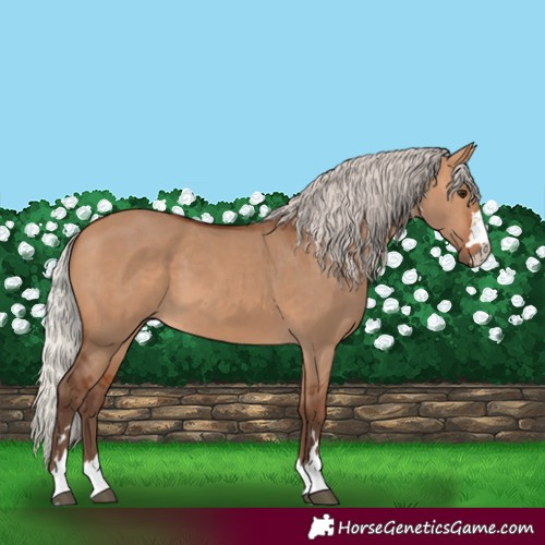 Horse Color:Silver Bay Dun 