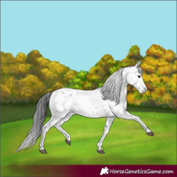 Horse Color:Black Sabino