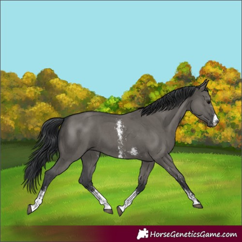Horse Color:Grullo Sabino
