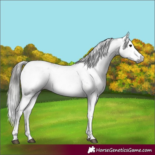 Horse Color:Gray Bay Sabino 
