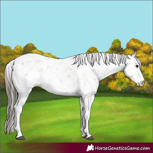 Horse Color:Bay Sabino 
