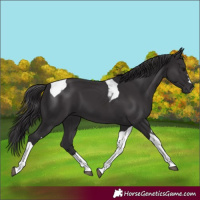 Horse Color:Smoky Black Tobiano 