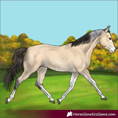 Horse Color:Buckskin Sabino Tobiano 