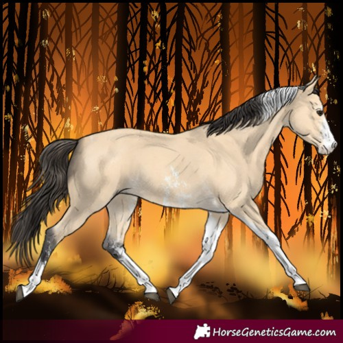 Horse Color:Buckskin Sabino Tobiano
