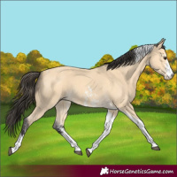 Horse Color:Buckskin Sabino Tobiano 