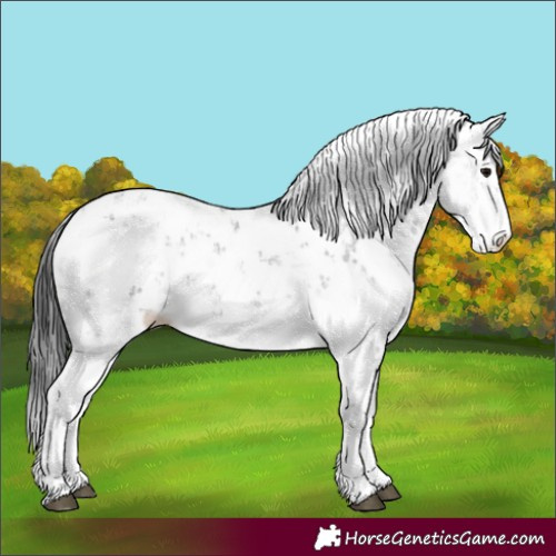 Horse Color:Black Sabino Rabicano