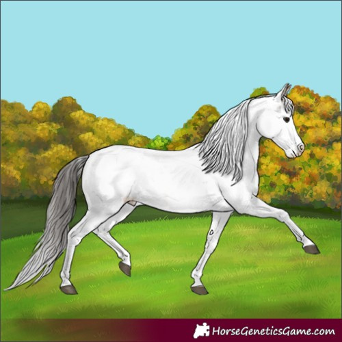 Horse Color:Brown Sabino 