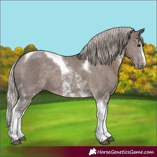 Horse Color:Silver Black Sabino Tobiano