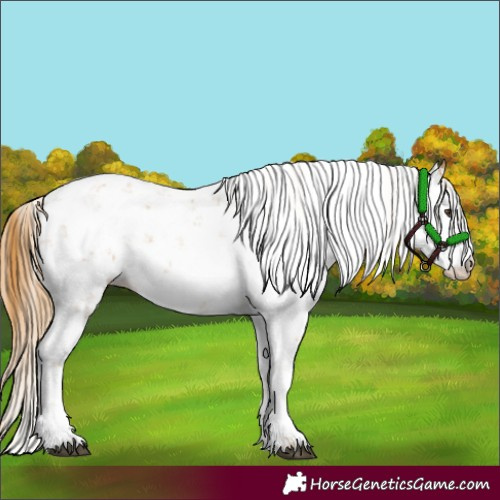 Horse Color:Chestnut Sabino