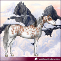 Horse Color:Bay Sabino Rabicano