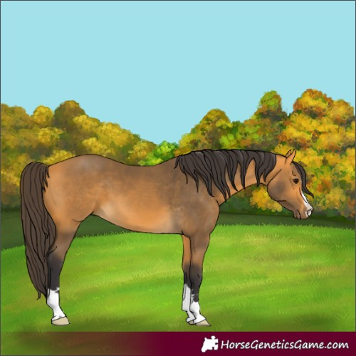 Horse Color:Buckskin 