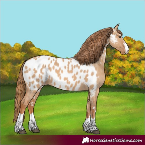 Horse Color:Red Dun Appaloosa 