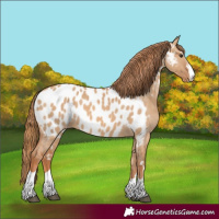 Horse Color:Red Dun Appaloosa 