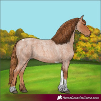 Horse Color:Red Roan Tobiano 