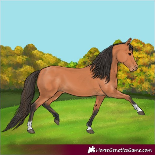 Horse Color:Bay Tobiano 