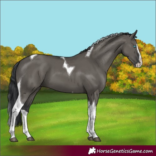 Horse Color:Grullo Splash Tobiano 