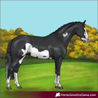 Horse Color:Black Splash Frame