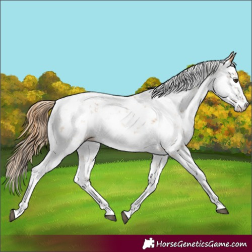 Horse Color:Chestnut Sabino