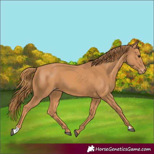 Horse Color:Chestnut Appaloosa