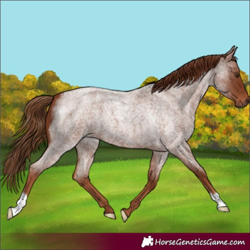 Horse Color:Red Roan