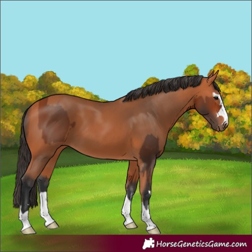 Horse Color:Bay and Bay