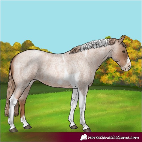 Horse Color:Liver Red Roan Pearl Tobiano Frame 