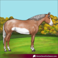 Horse Color:Silver Brown Pearl Frame