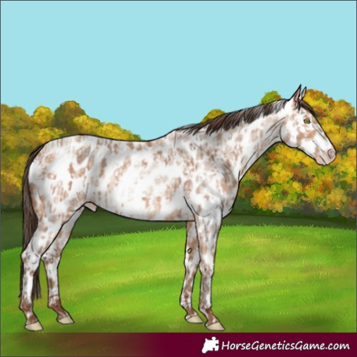 Horse Color:Amber Champagne Leopard  and Amber Champagne Roan Leopard 