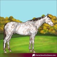 Horse Color:Amber Champagne Leopard and Amber Champagne Roan Leopard